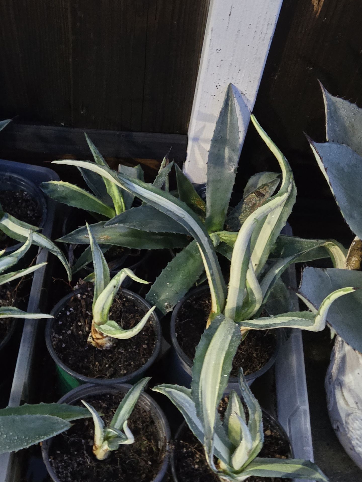 Agave: Various 1 Gallon Pots