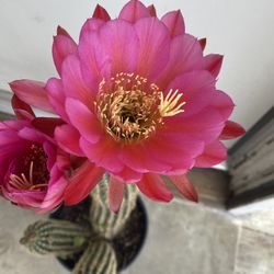 Cactus Blooming Plant, In 2 Gallóns Pot Pick Up Only