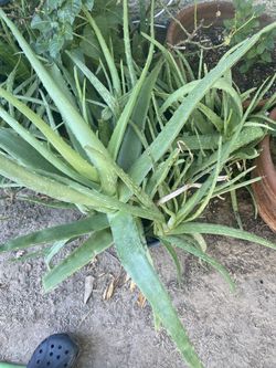 Aloe Vera