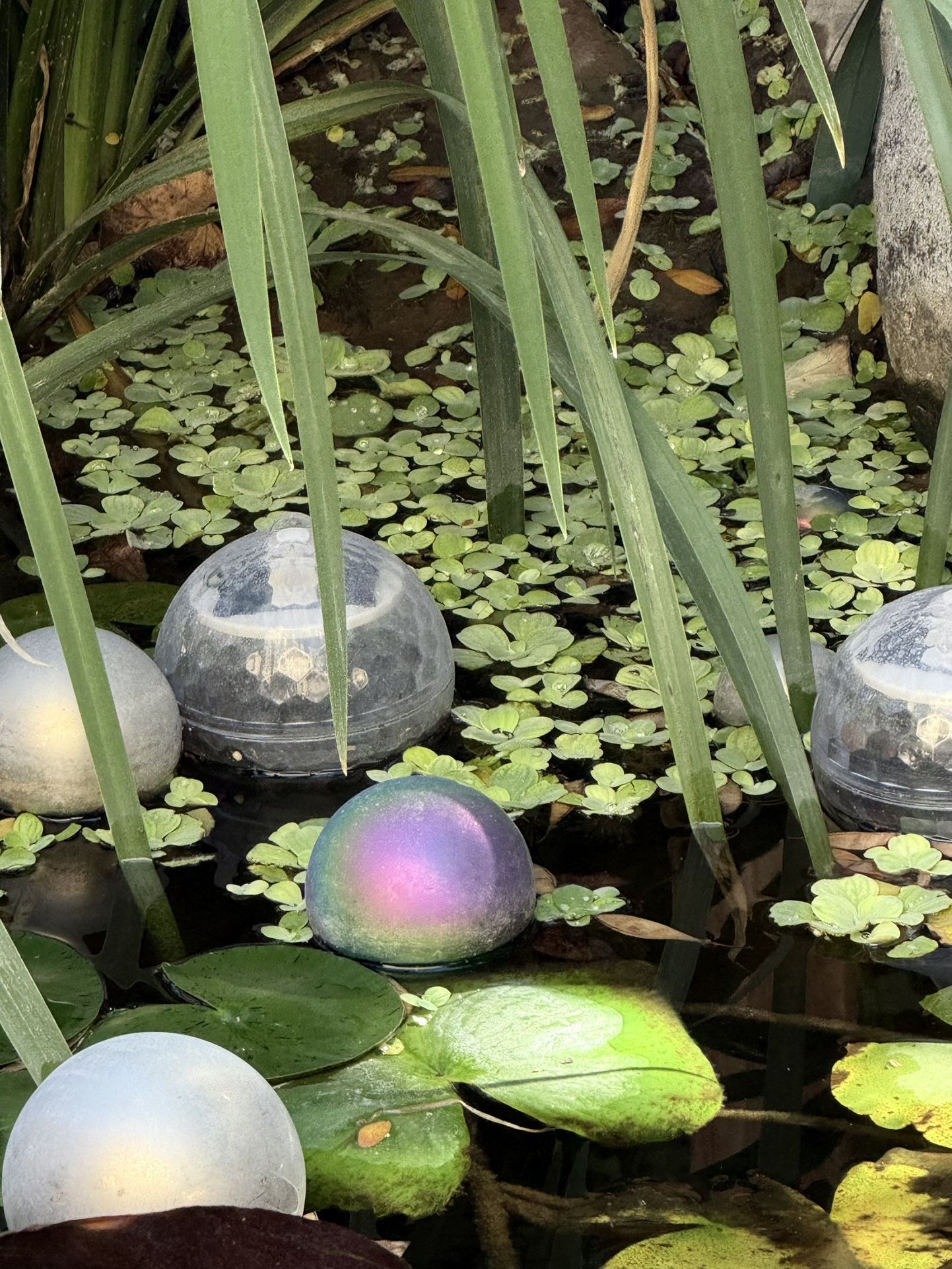 Water Lettuce—all sizes available. $2-5 ea