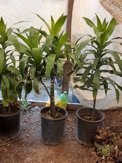 Planta muy bonita para su casa