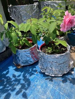 memorial day hybrid tea rose on its own root