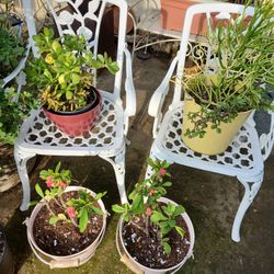 Monday Plant Sale !!!! Everything Is For Sale!!!