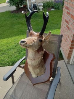 Antelope Shoulder Decor