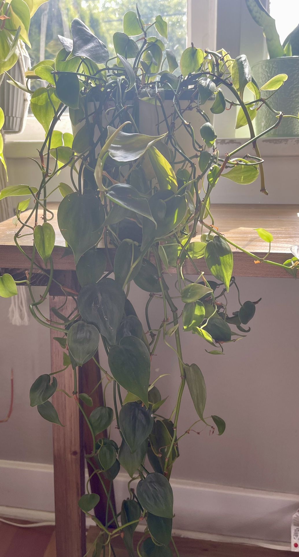 Heart Leaf Philodendron