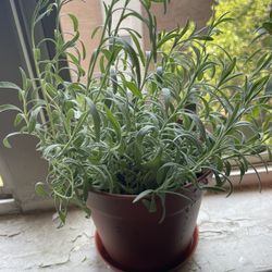 Plants for sell