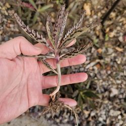Rooted mother of thousands succulent plants