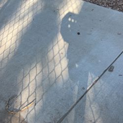 Perros Pastor Belga Con Pastor Aleman Gratis