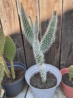 Hairy cactus plant