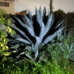 Pencas De Maguey (Agave Leaf) 