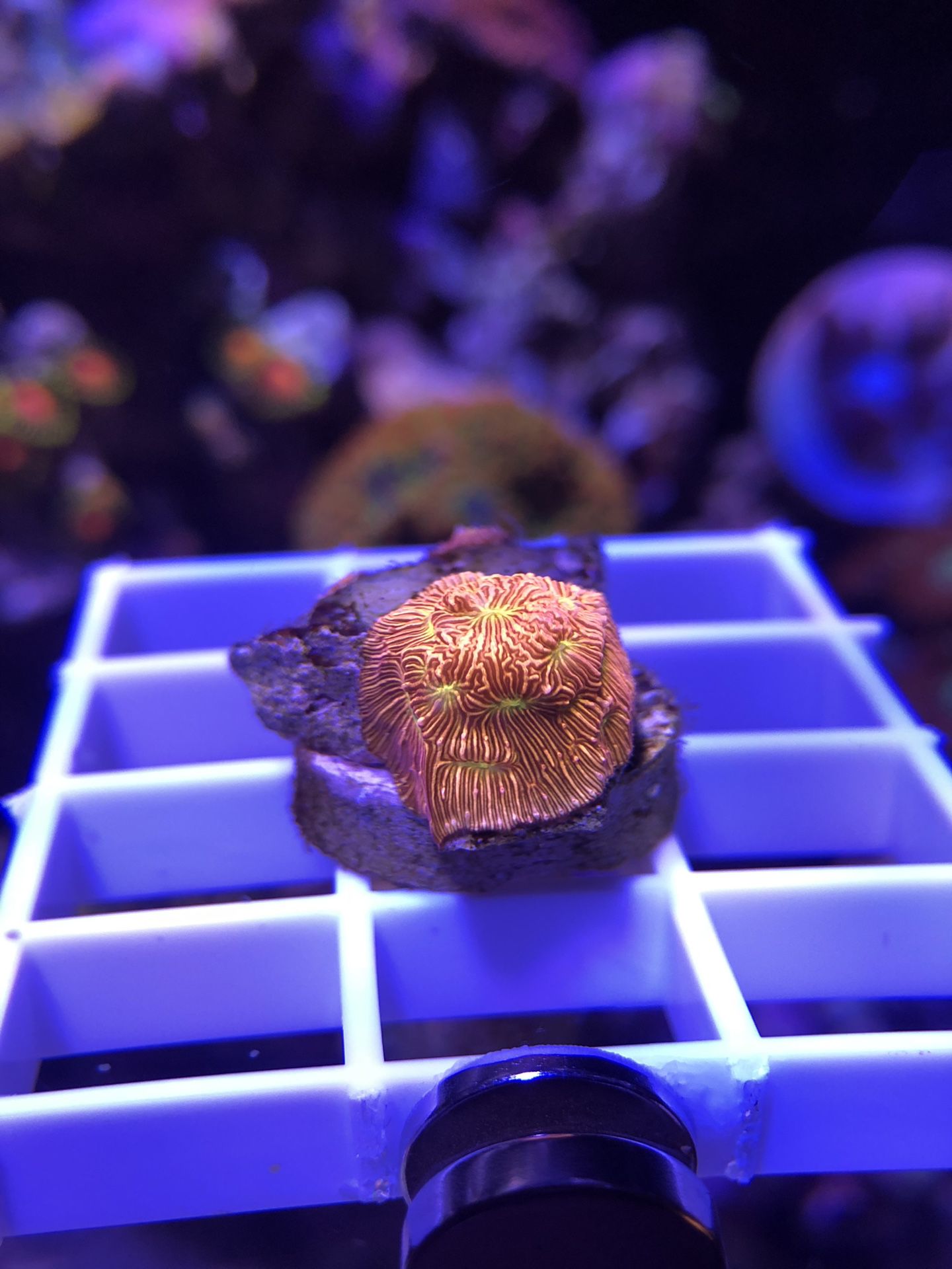 Jason Fox Jack-o-lantern Leptoseris Coral frag