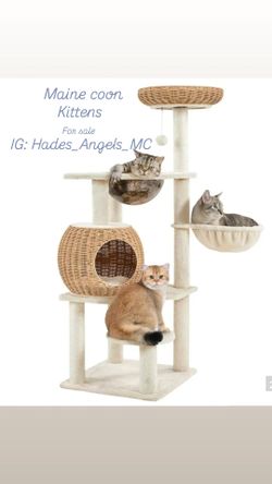 Maine coon cat tree