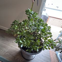 Healthy Lush 10yr Jade plant in a 18” Pot