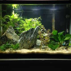 10 Gallon Standard Fish Tank/aquarium 
