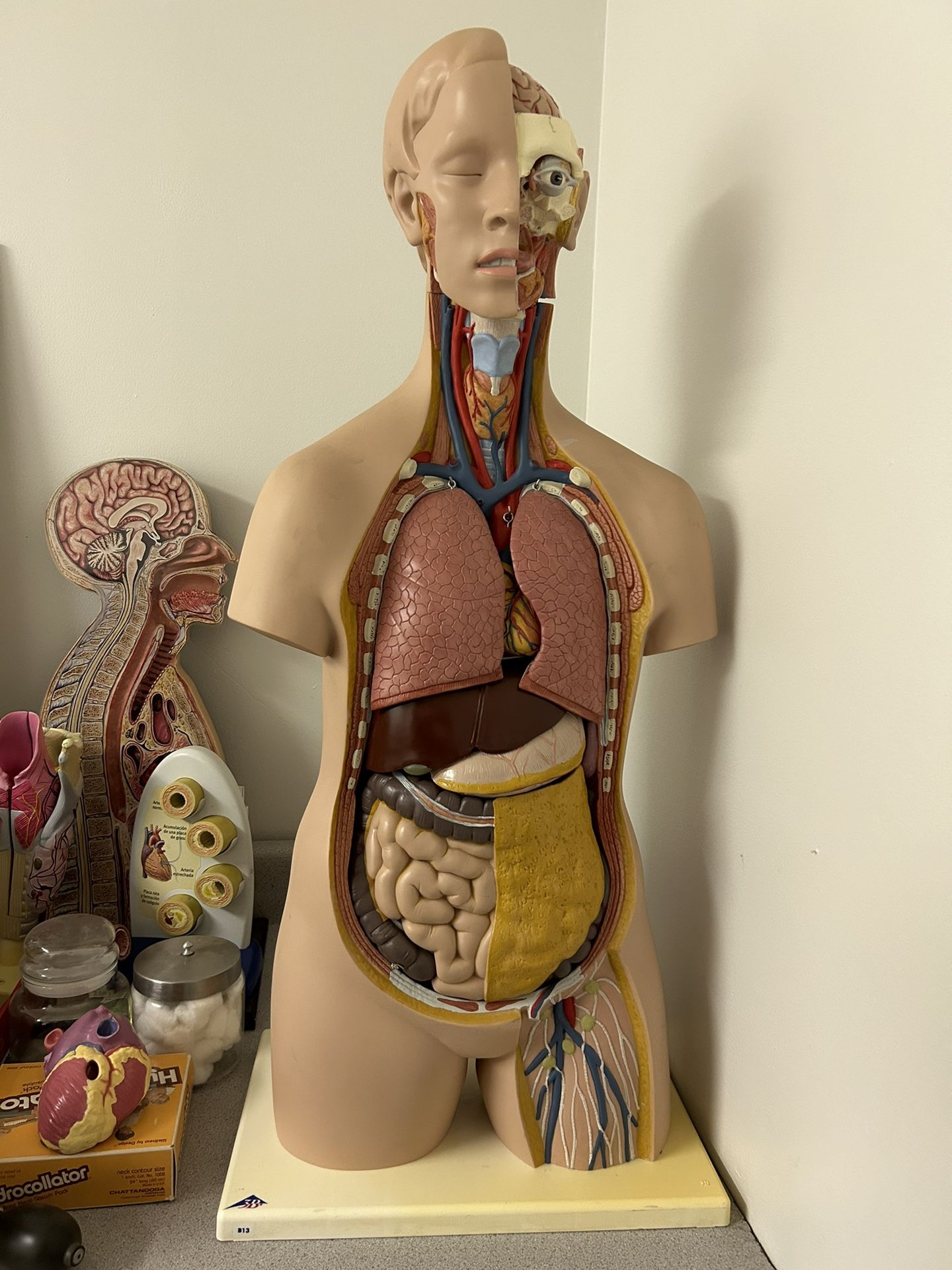 Anatomy Torso model