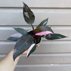 4” pink princess philodendron