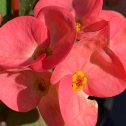 Corona De Cristo /jumbo Size