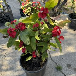 Crown Of Thorns Plant 