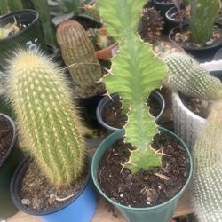 Euphorbia Zigzag Plant 🪴 