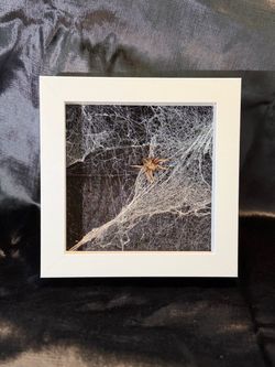 Framed Real Spider Web Taxidermy Shadow Box