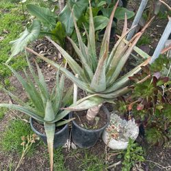 Aloe Vera Plant 