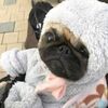 a_pugLife