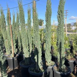 Italian Cypress