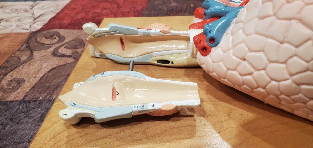 Denoyer Geppert Anatomical ModelCardiopulmonary Model