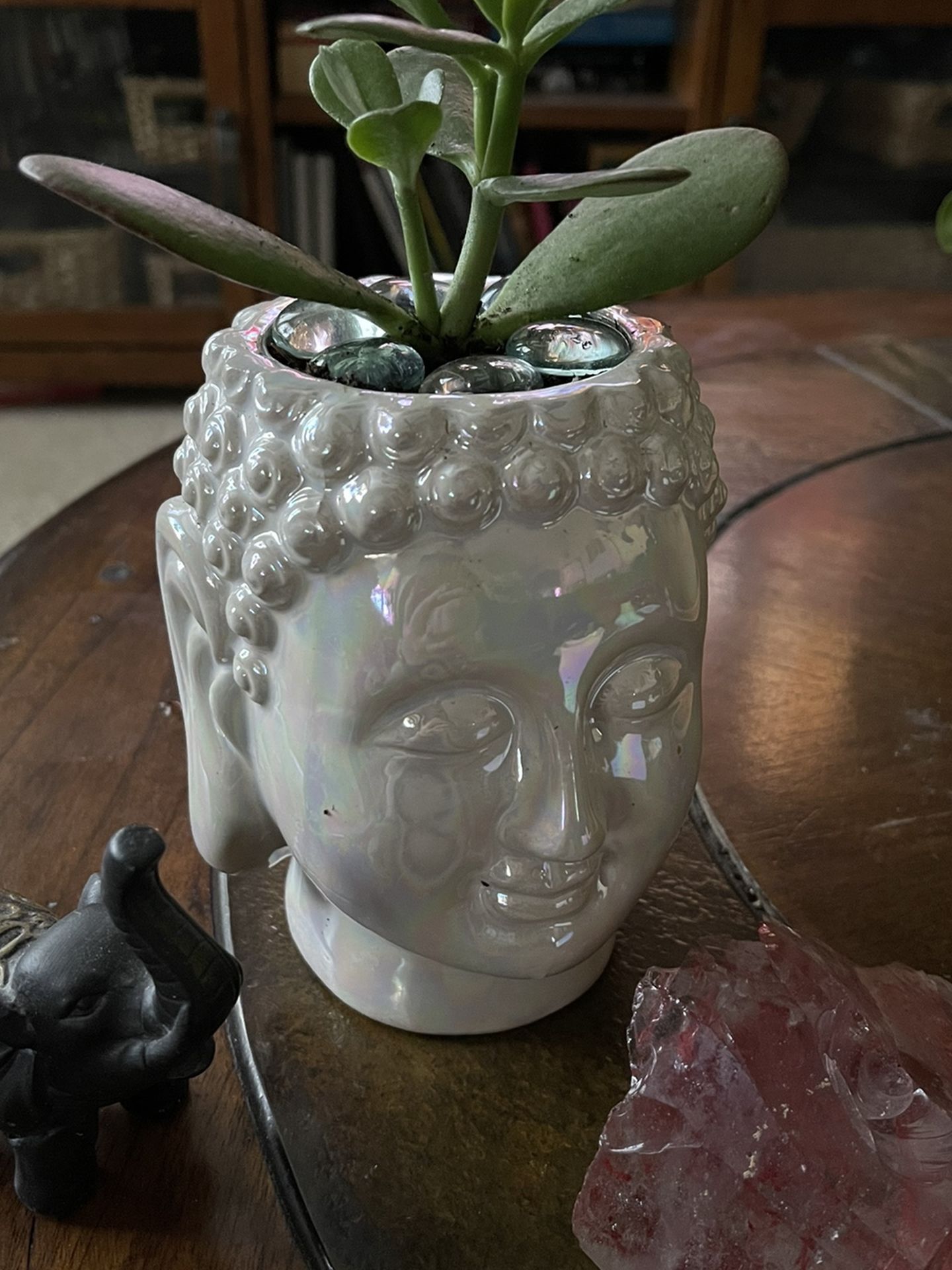 Live Jade Crassula Succulent Plant With Ceramic Buddha Pot Meditation