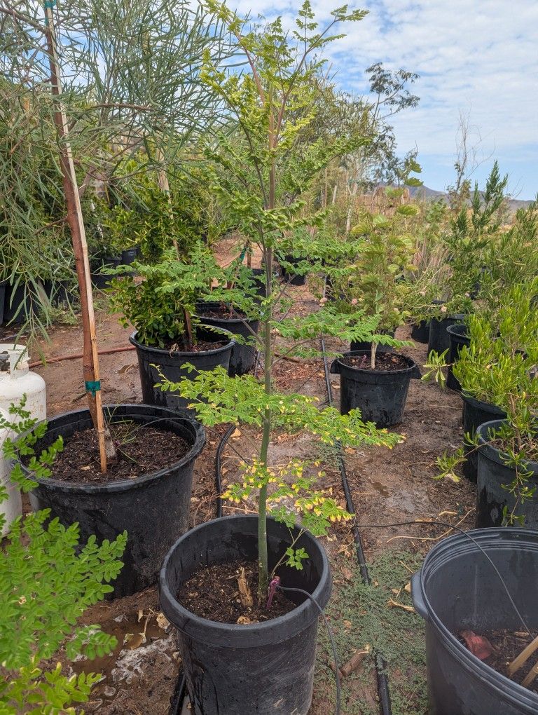 $45 Moringa Tree