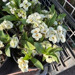 Crown Of Thorns Euphorbia Milli