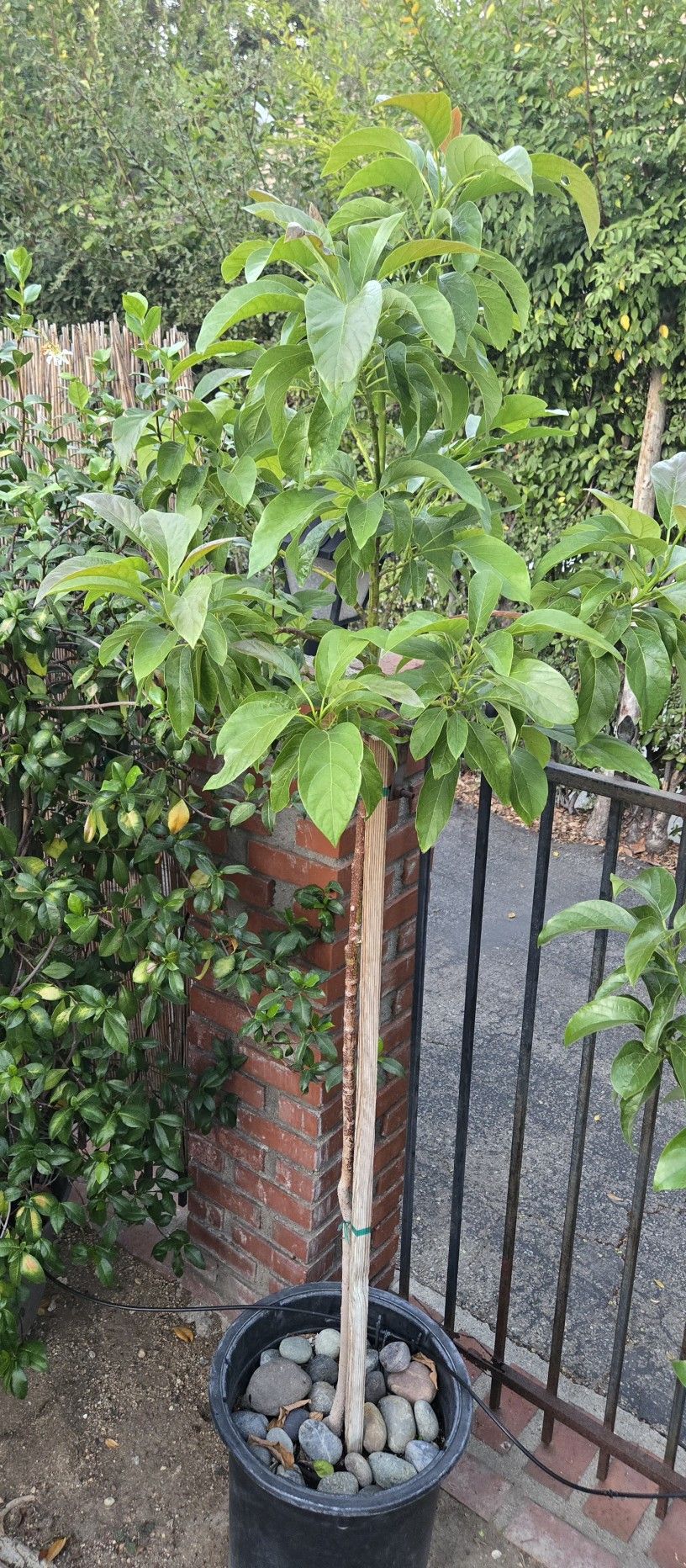 Avocado Trees