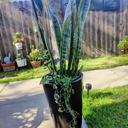 Large Natural Plant In Large Ceramic Pot 