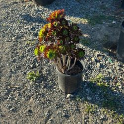 Plants