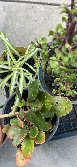 Total of 3 kinds of plants
