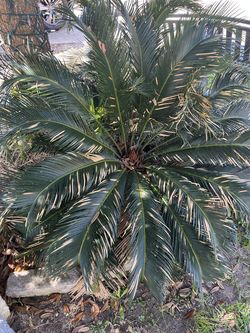3 Sago Palm