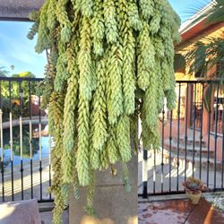 Hanging Donkey Tail Suculent Plant 