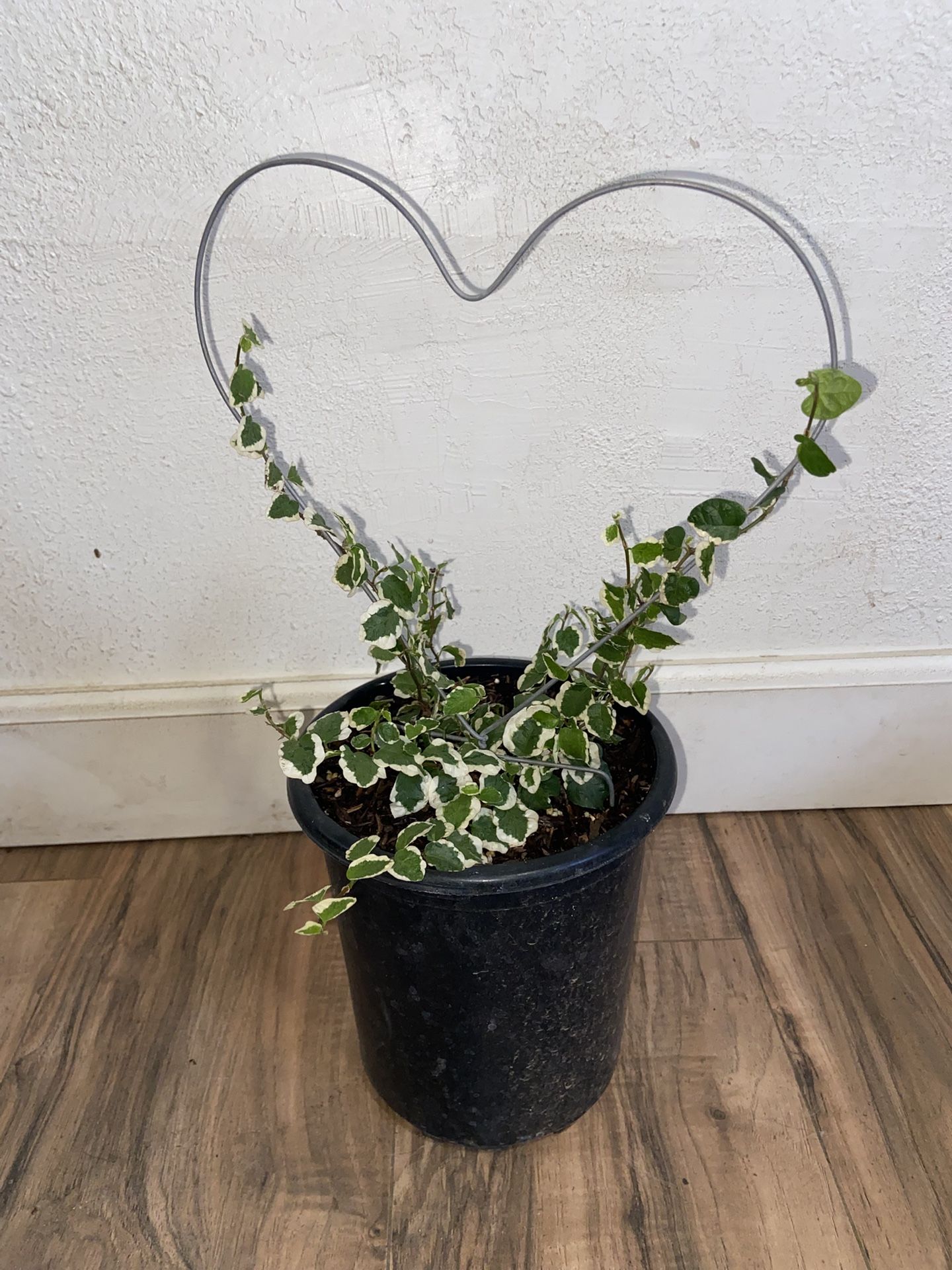 Variegated Creeping Fig(heart Topiary)