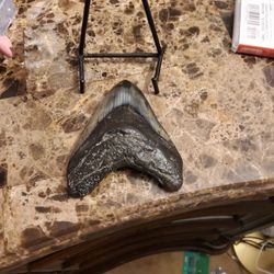 Megalodon Tooth 
