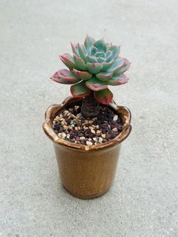 Succulents plants 🪴