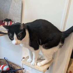 Cat Step/Cat perch/Cat Shelf- Set Of 4 