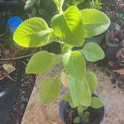 Toilet Paper Plant 6”