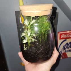 Terrarium 