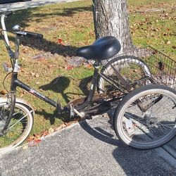 Adult Tricycle