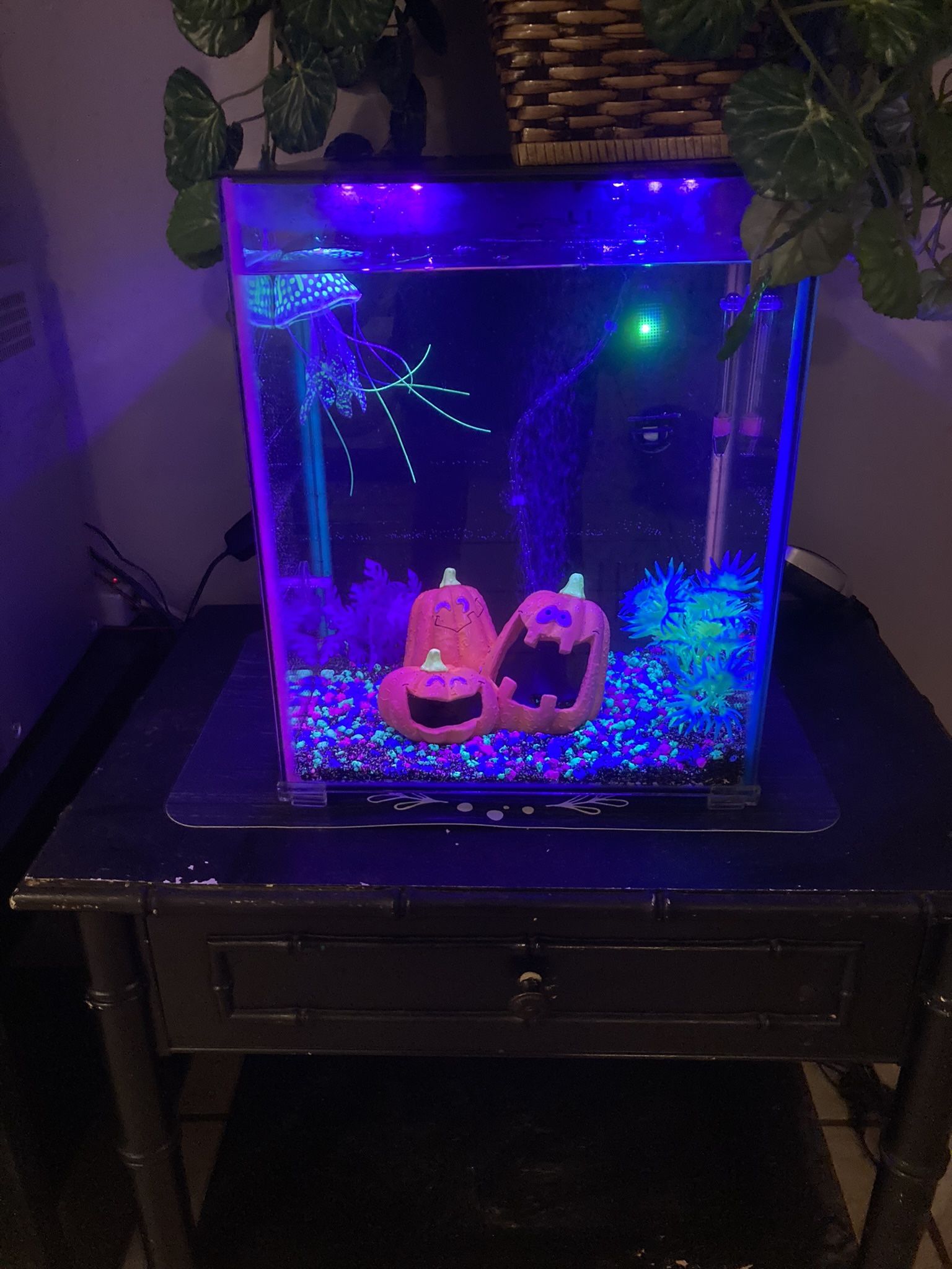 8 Gallon Aquarium With 7 LED Lights