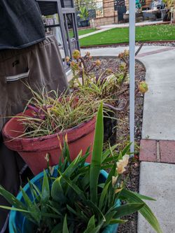 FREE Plants