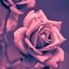Ilene