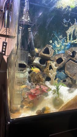 Fish tank