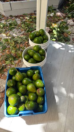 Aguacates orgánicos