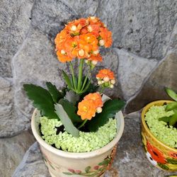 Plantas Naturales 🌻 Natural Plants 